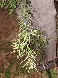 Image result for Podocarpaceae