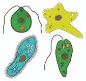 Resultado de imagen de reino protoctista