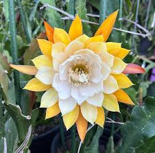 Image result for Hypericophyllum