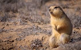 How to get rid of gophers in your yard. How To Get Rid Of Gophers In Your Garden And Yard Garden Mandy