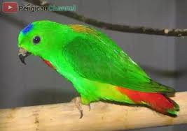 Maybe you would like to learn more about one of these? Download Suara Burung Serindit Untuk Pikat Dan Masteran Pengicau Net