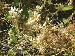 Image result for Cuscuta cassytoides