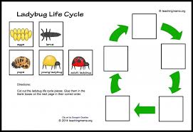 Ladybug Life Cycle Printables Activities Ladybug Life Cycle Life Cycles Ladybug