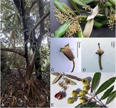 Image result for Tectaria fernandensis