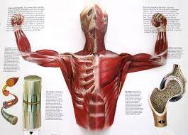 See more ideas about anatomy, body anatomy, muscle anatomy. The Human Body Sight Unseen