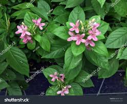 Image result for Ruspolia seticalyx