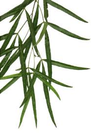 Image result for Salacia rhodesiaca