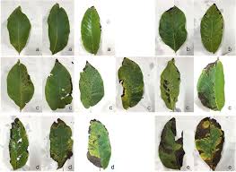 Image result for Walnut blight