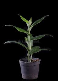 Image result for Brachycorythis