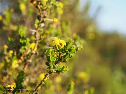 Image result for Acacia eriocarpa