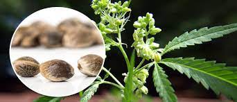 How to plant pot seeds. How To Produce Your Own Cannabis Seeds Cannaconnection Com