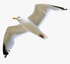 59 transparent png illustrations and cipart matching steven t seagle. Gull Png Transparent Image Seagull Png Png Download Transparent Png Image Pngitem