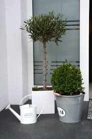 Dekoration Vor Der Tur Olivenbaum Und Buchsbaum Buchsbaum Dekoration Olivenbaum Zimmerpflanzen Ideen Coole Zimmerpflanzen Coole Pflanzen