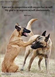 My Goal Is To Improve Myself Continuously In 2020 Malinois Dog Belgian Malinois Dog Belgium Malinois