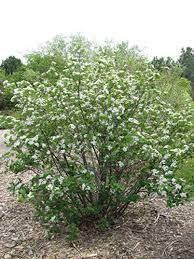 Explore tanetahi's photos on flickr. Aronia White Flowering Shrubs Chokeberry Native Plant Gardening