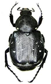 Gnorimus Variabilis Scarabs Scarabee Insectes Animaux