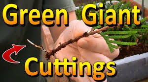Image result for cuttings thujas