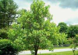 Removal what kind of location is this?: Tree Removal Birmingham Al Tree Trimming Professional Tree Service