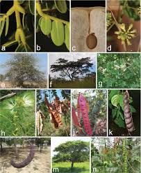 Image result for Albizia glaberrima