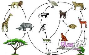 تعريف السلسلة الغذائية Animals Rooster