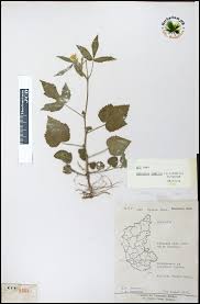 Image result for Hibiscus lobatus