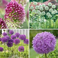 Pre Order Allium Perennial Collection Costco Southern Side Yard Perennial Bulbs Deer Resistant Flowers Allium Flowers