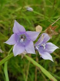 Image result for Wahlenbergia undulata