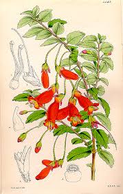 Image result for Mitrasacmopsis