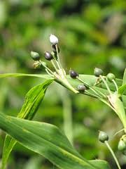 Image result for Coix