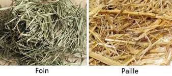 Difference Entre Foin Et Paille