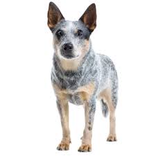 Image result for Dark Blue 1980 Queensland Independent Concrete