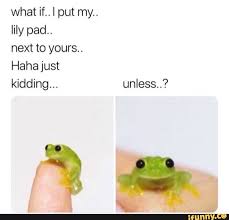 What If I Put My Lily Pad Next To Yours Haha Just Kidding Unless Ifunny Frog Meme Cute Frogs Cute Memes