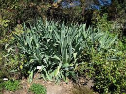 Image result for Beschorneria sp. (Biegel 5357)