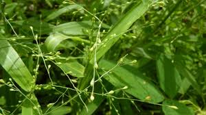 Image result for Urochloa deflexa