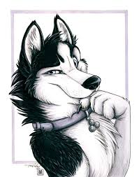 How to draw huskies, draw a husky, step by step, drawing guide, by neekonoir. Hmmmm By Tanidareal D50o6k6 Furry Art Furry Wolf Anthro Furry