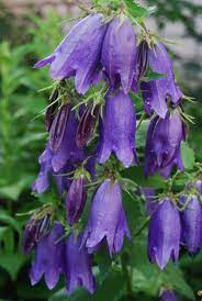 Campanula Sarastro Is A Mass Of Jewel Shaped Pleated Buds Before Opening To Pendulous Bell Shaped Rich Purple Fl Woodland Garden Purple Flowers Flower Garden