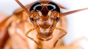 It has also increased the chances that people will take. Pestcontrol Services Pestman Facebook