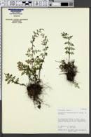 Image result for Pleopeltis  × simiana