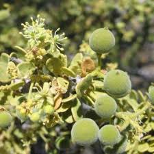 Image result for Boscia foetida