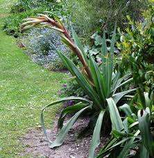 Image result for Beschorneria yuccoides