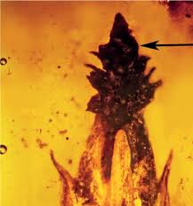 Resultado de imagen de Paleoclaviceps parasiticus"