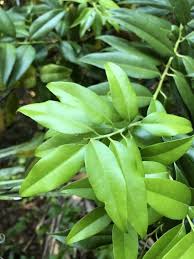 Image result for Agarista salicifolia