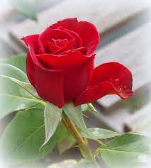 Red Rose Tears 1 By Sheri Mcleroy Rose Flower Pictures Rose Flower Photos Beautiful Rose Flowers