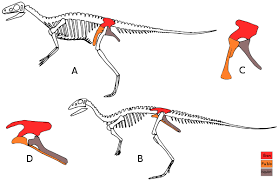 evolution of dinosaurs wikipedia