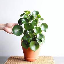 Peperomia Raindrop In 2021 Peperomia Plant Plants House Plants
