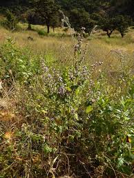 Image result for Cantinoa