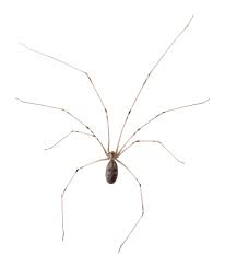 In tennessee, the deadliest spiders are black widow spiders, brown widow spiders, and brown recluse spiders. Cellar Spider Identification Habitat Dangers Leo S Pest Control