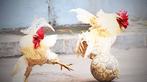 Funny Chicken Awesome Chickens Playing Full Funny Pets Youtube Funny roosters crow, chase and play with dogs and cats in this funny roosters and chickens video. funny chicken awesome chickens playing full funny pets