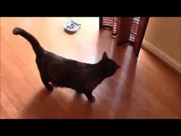 *** unfortunately, the nutro soft loaf and chunky loaf cat food lines have been discontinued. Nutro Cat Food Review Youtube