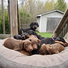 They are about ten weeks old. Doberman Puppies For Adoption In Indiana Cute Puppies For Sale Facebook